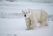 Longyearbyen, Spitsbergen